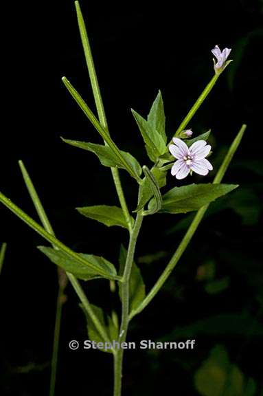 epilobium ciliatum ssp ciliatum 5 graphic